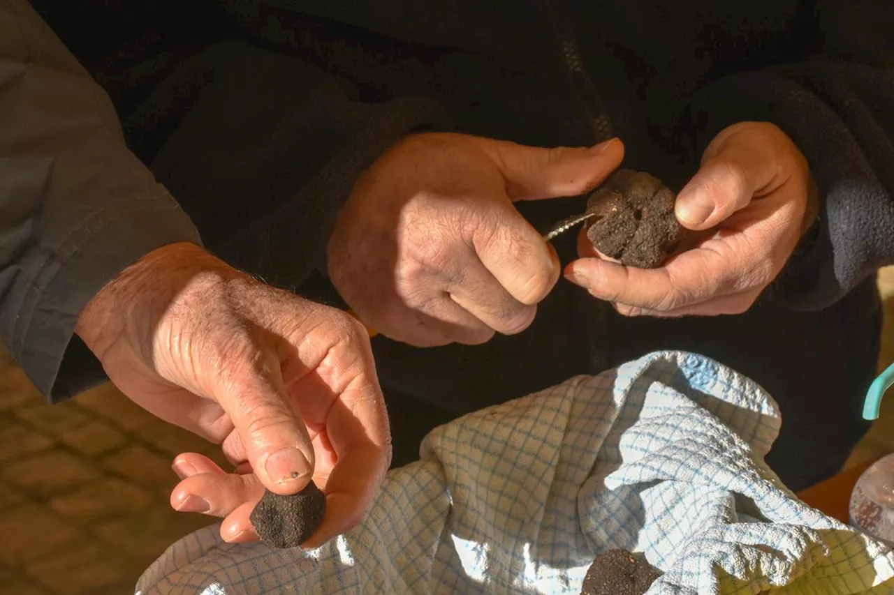 L’écomusée de la Truffe invite les Périgourdins à découvrir ce mets d’exception