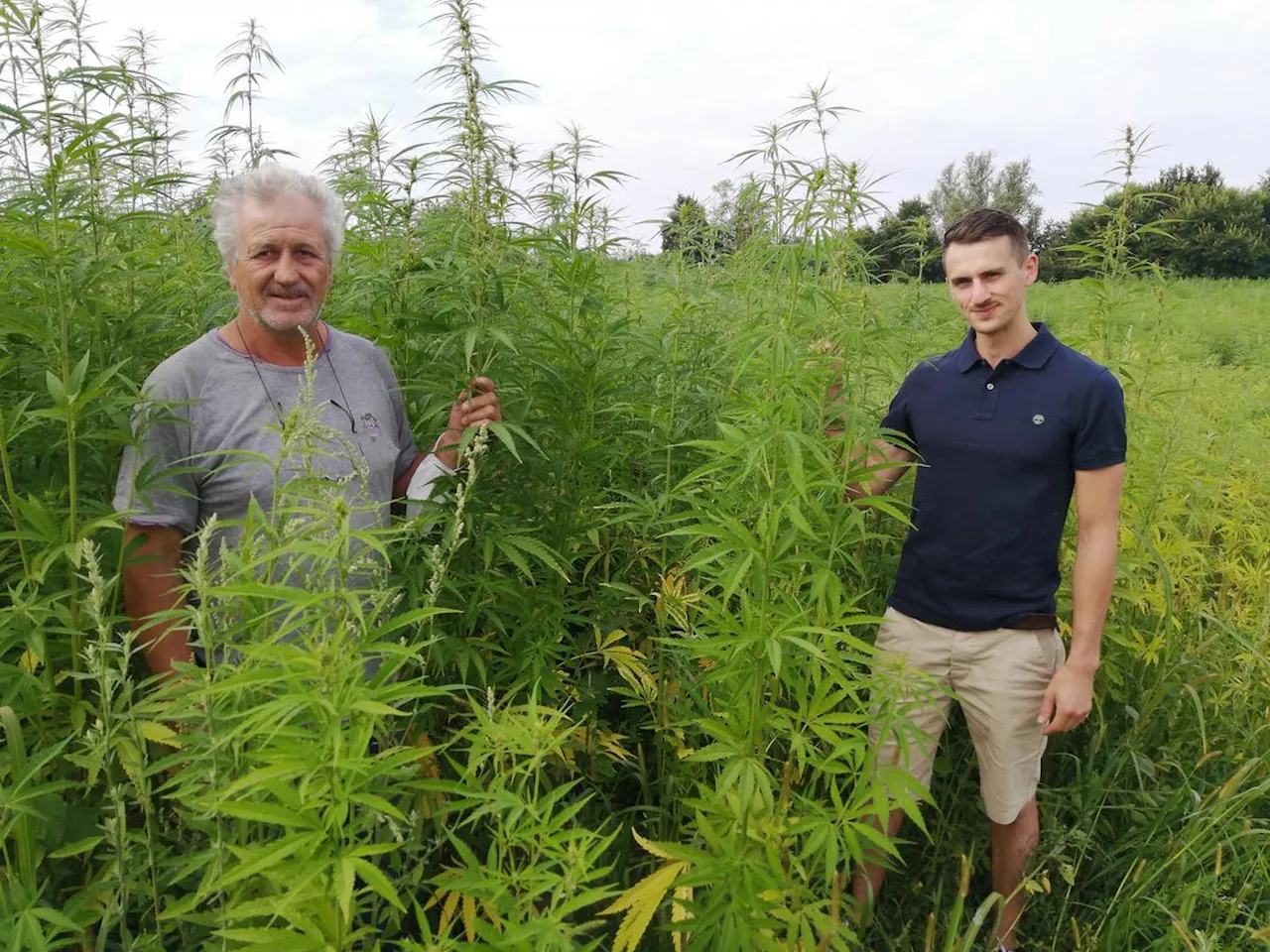 Vacances dans le Lot-et-Garonne : visite insolite d’une plantation de chanvre à Fauillet