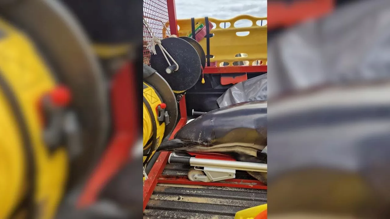 Vidéo. Un dauphin retrouvé mort sur la plage du Grand-Crohot, à Lège-Cap-Ferret