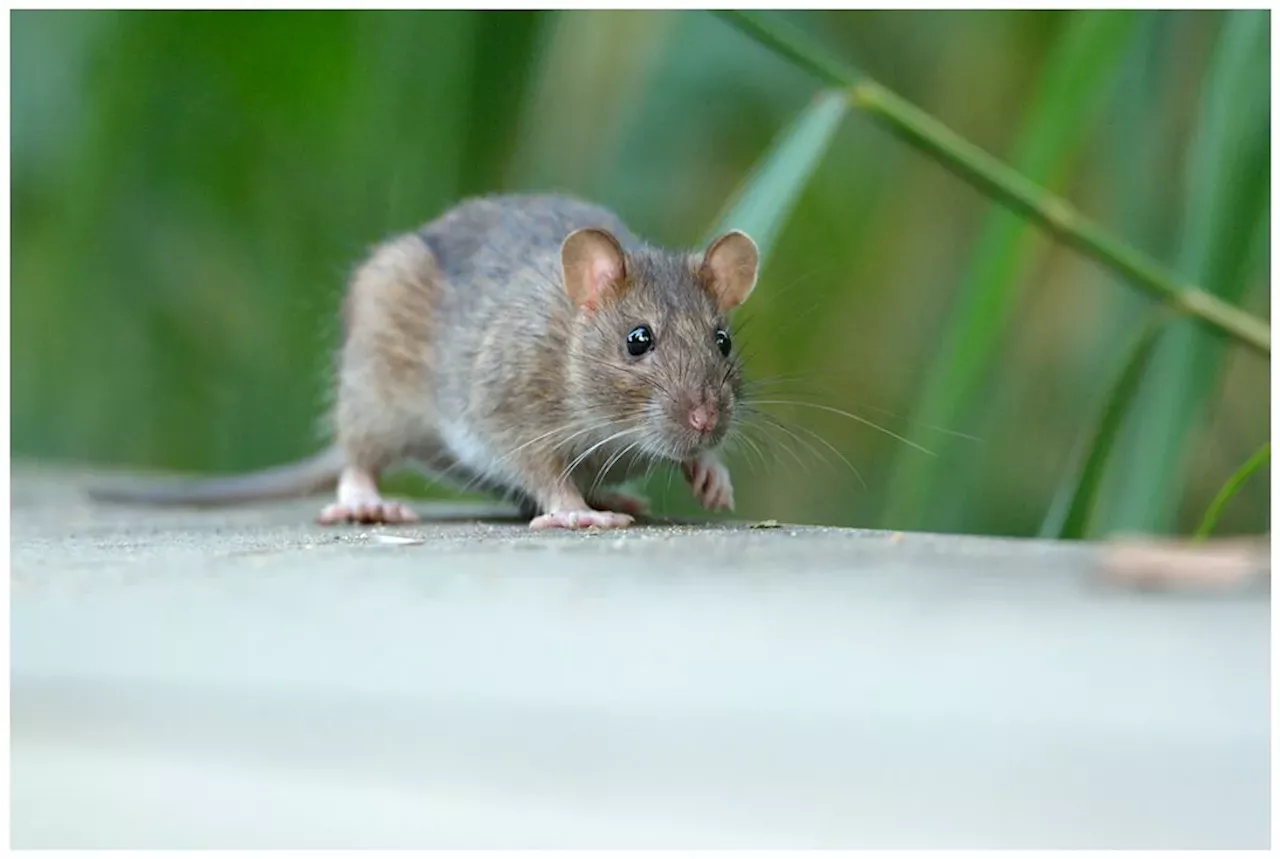 Karin S. Wozonigs Buch über Ratten