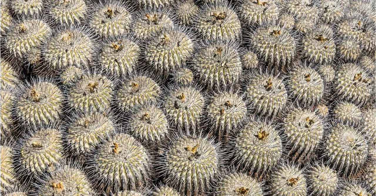 Cactos copiapoa: conheça espécie em risco de extinção