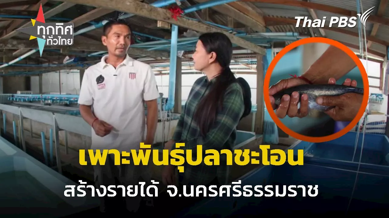 เพาะพันธุ์ปลาชะโอน สร้างรายได้ จ.นครศรีธรรมราช | Thai PBS รายการไทยพีบีเอส