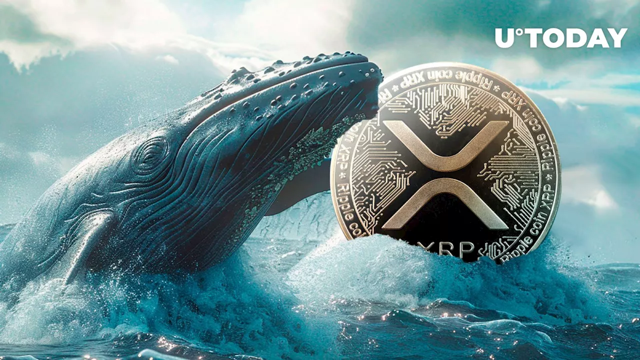 140 Million XRP Acquired by Mega Whales in Bullish Rush: Details