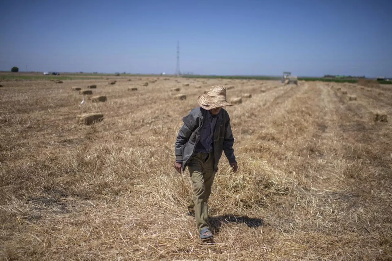 Climate change imperils drought-stricken Morocco’s cereal farmers and its food supply