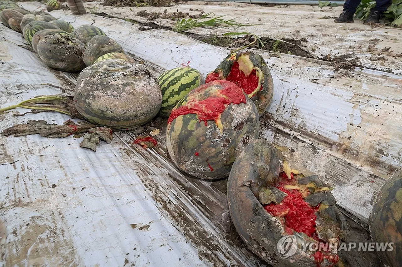 [전국 레이더] '아직도 땅이 질퍽질퍽'…농작물 침수·더딘 복구 '망연자실'