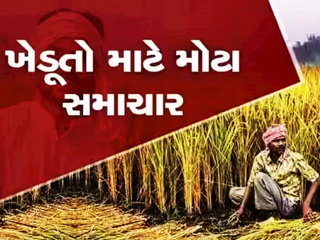 મહેનત બાતલ ના કાઢવી હોય તો ગુજરાતના ખેડૂતોએ અચુક જાણવી જોઈએ સરકારની આ ગાઈડલાઈન