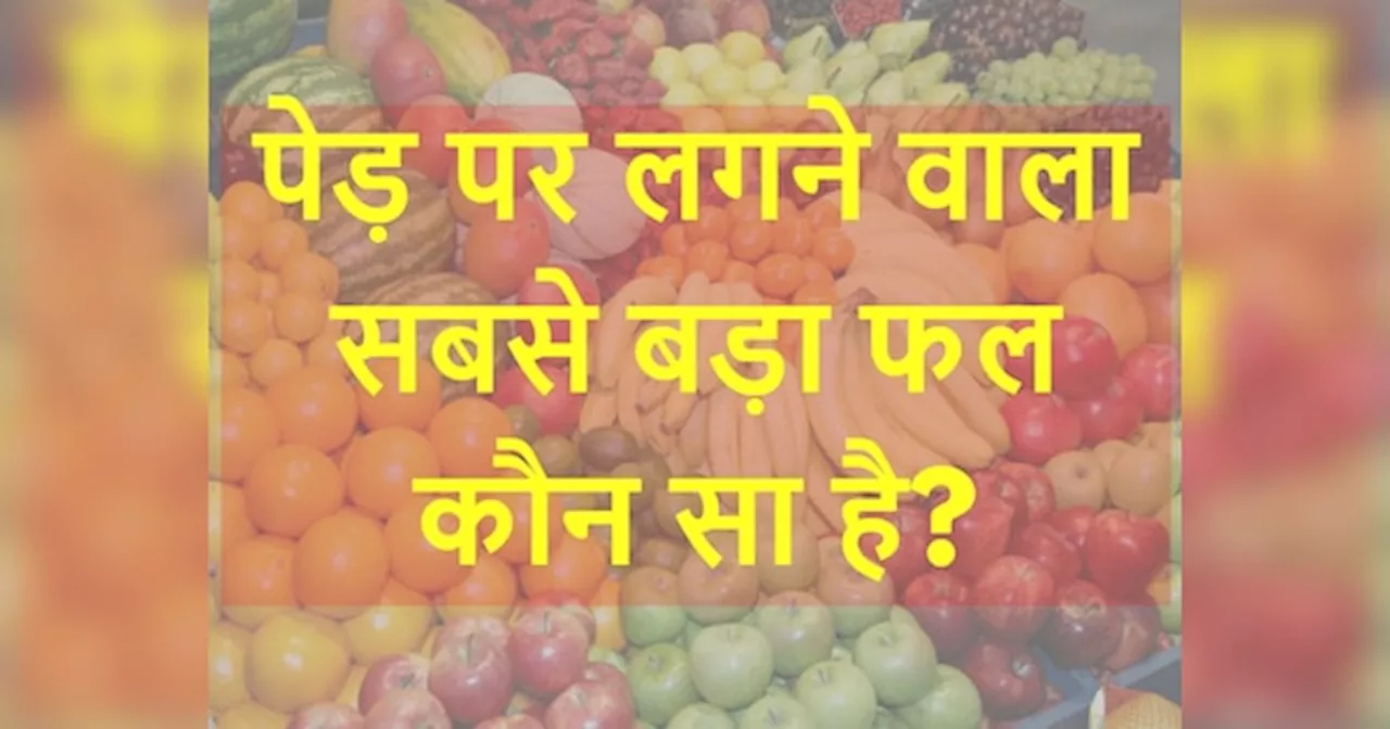 GK Quiz: पेड़ पर लगने वाला सबसे बड़ा फल कौन सा है?