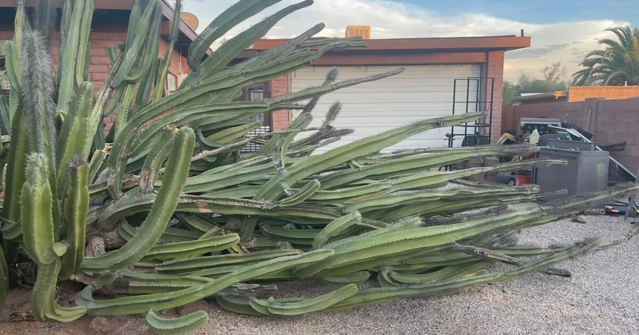 Tucson woman gives away 100 clippings of cactus damaged during monsoon storms