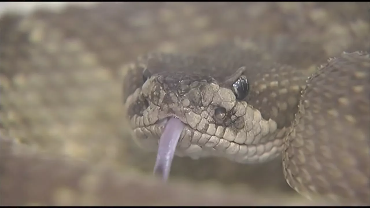 Early promise seen in versatile snake bite drug developed by CA Academy of Sciences doctor