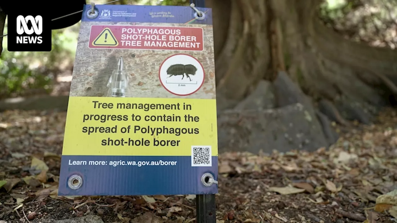 Concerns raised about scale of response to shot-hole borer devastating Perth trees