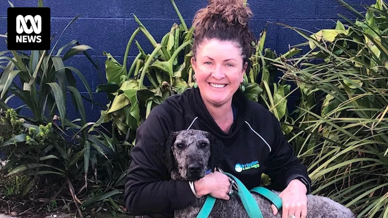 RSPCA finds carers for more than 250 dogs surrendered by breeder Tasmanian Labradoodles