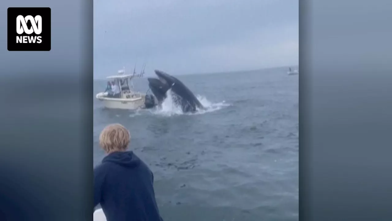 Whale capsizes fishing boat off New Hampshire coast