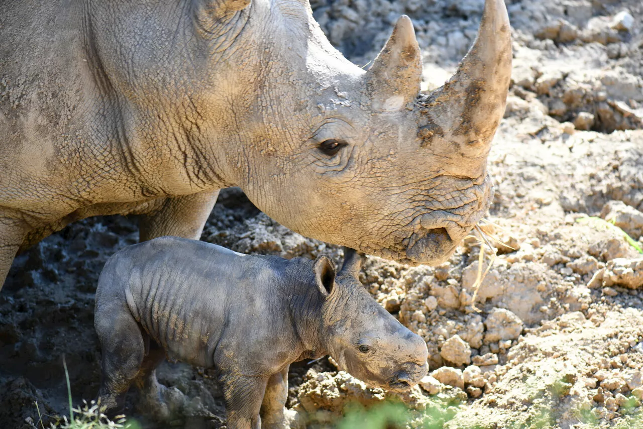 Montpellier : trois nouvelles naissances rares au zoo de Lunaret