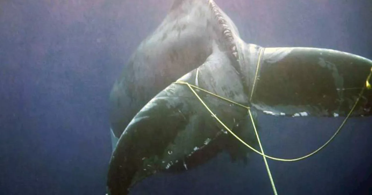 Entangled humpback whale is finally freed off Southern California coast