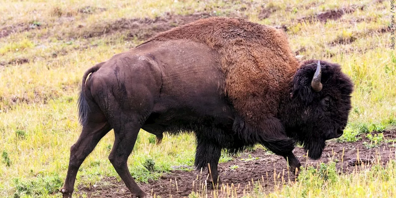 Delta Junction bison hunting permits to be reduced after apparent mass drowning