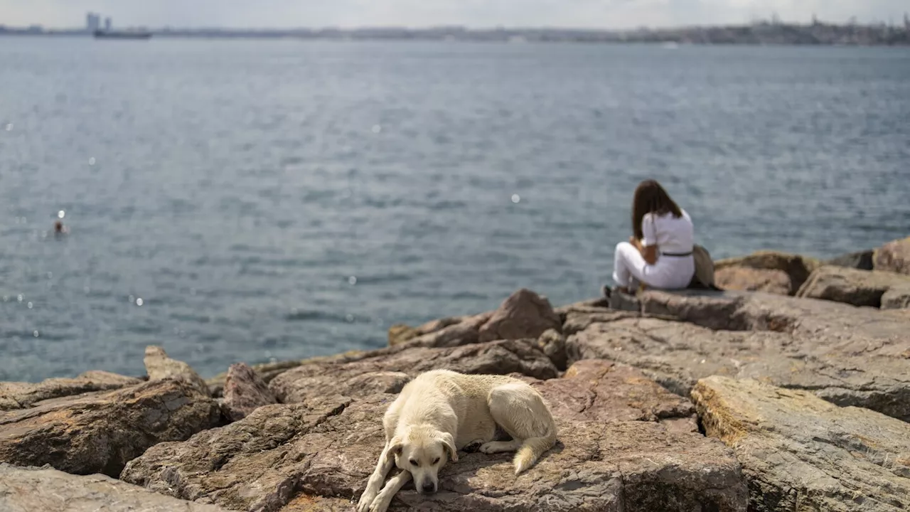 A committee approves bill to regulate Turkey's stray dog population, raising mass killing fears