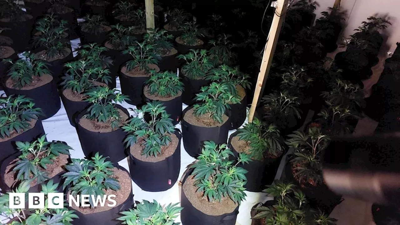 Yaxley: Cannabis worth £250K found after tip-off from public