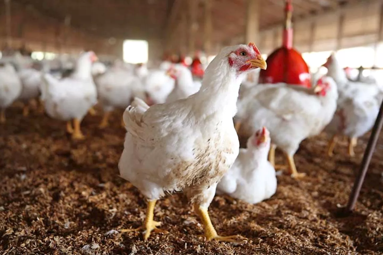 Latest Chicken Rate in Lahore Today: July 2024 Update