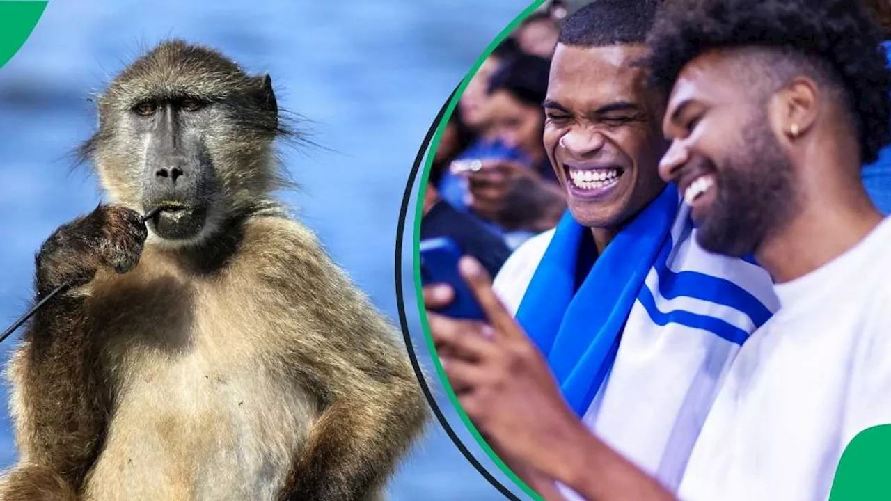 Video Captures Western Cape Baboon Invading Students’ Space, Netizens Laugh: “I’d Pass Away”