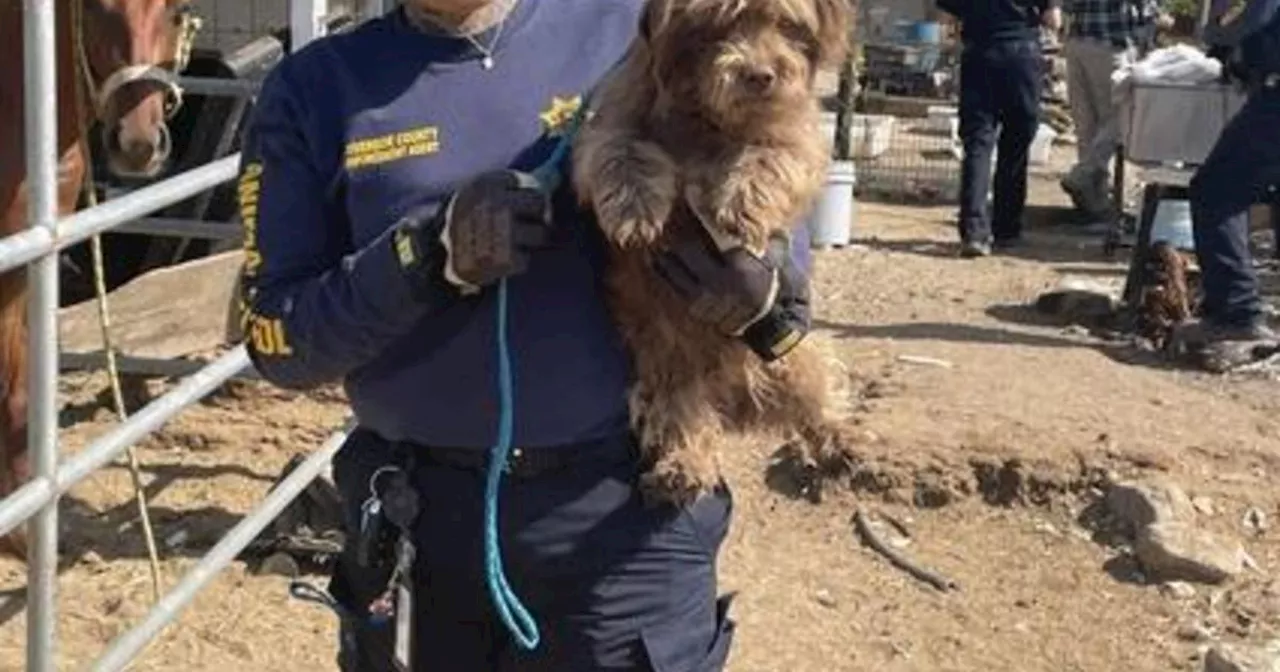 50 dogs found at a 'hoarding-like' property after landlord dies in rural Riverside County