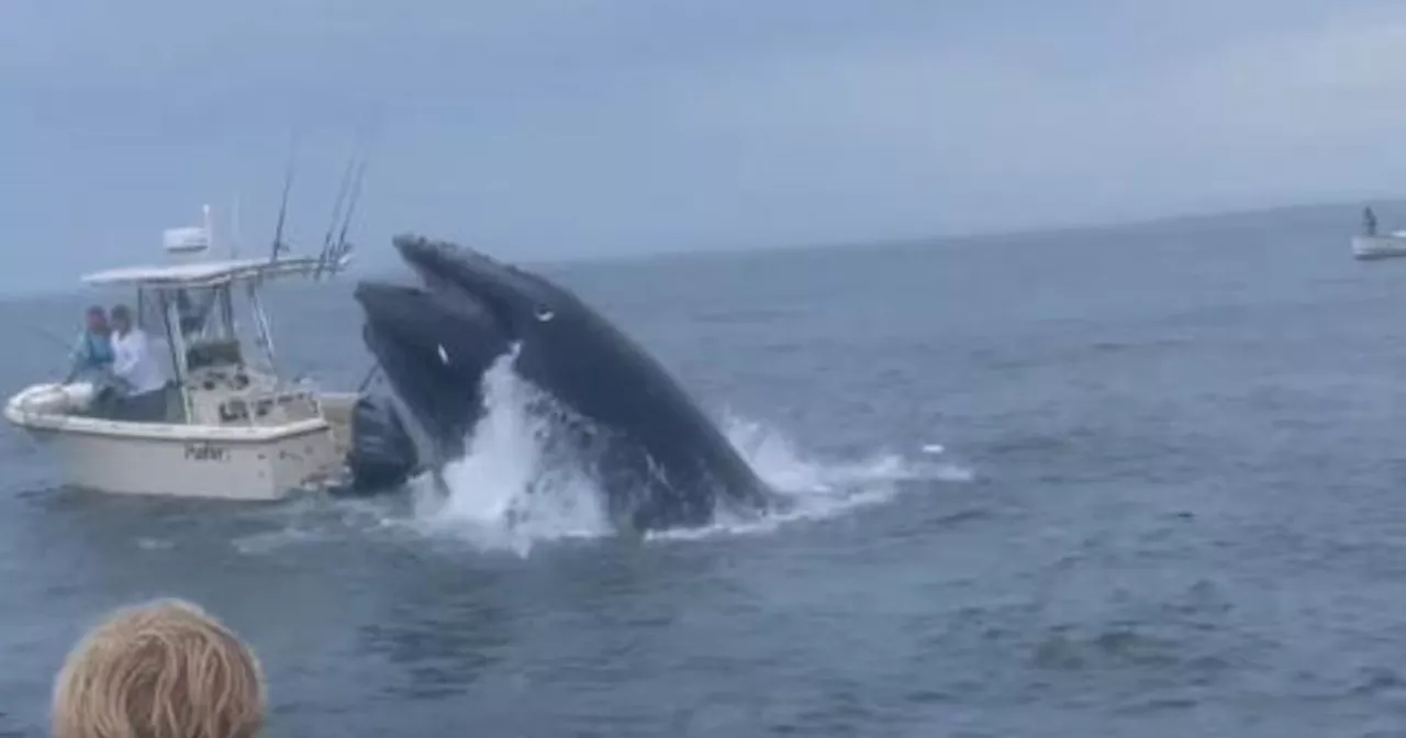 Whale capsizes boat off Portsmouth, New Hampshire in incredible video recorded by teen