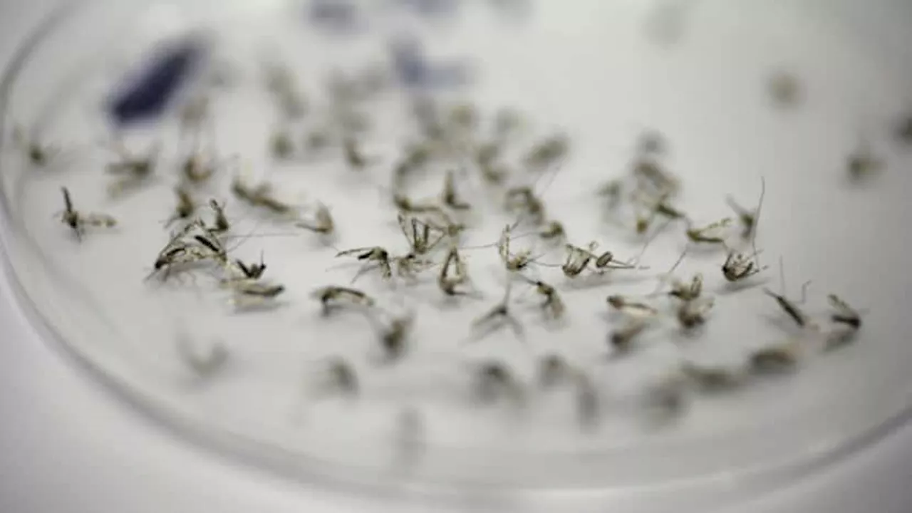 West Nile virus: Dallas man becomes city's first 2024 case