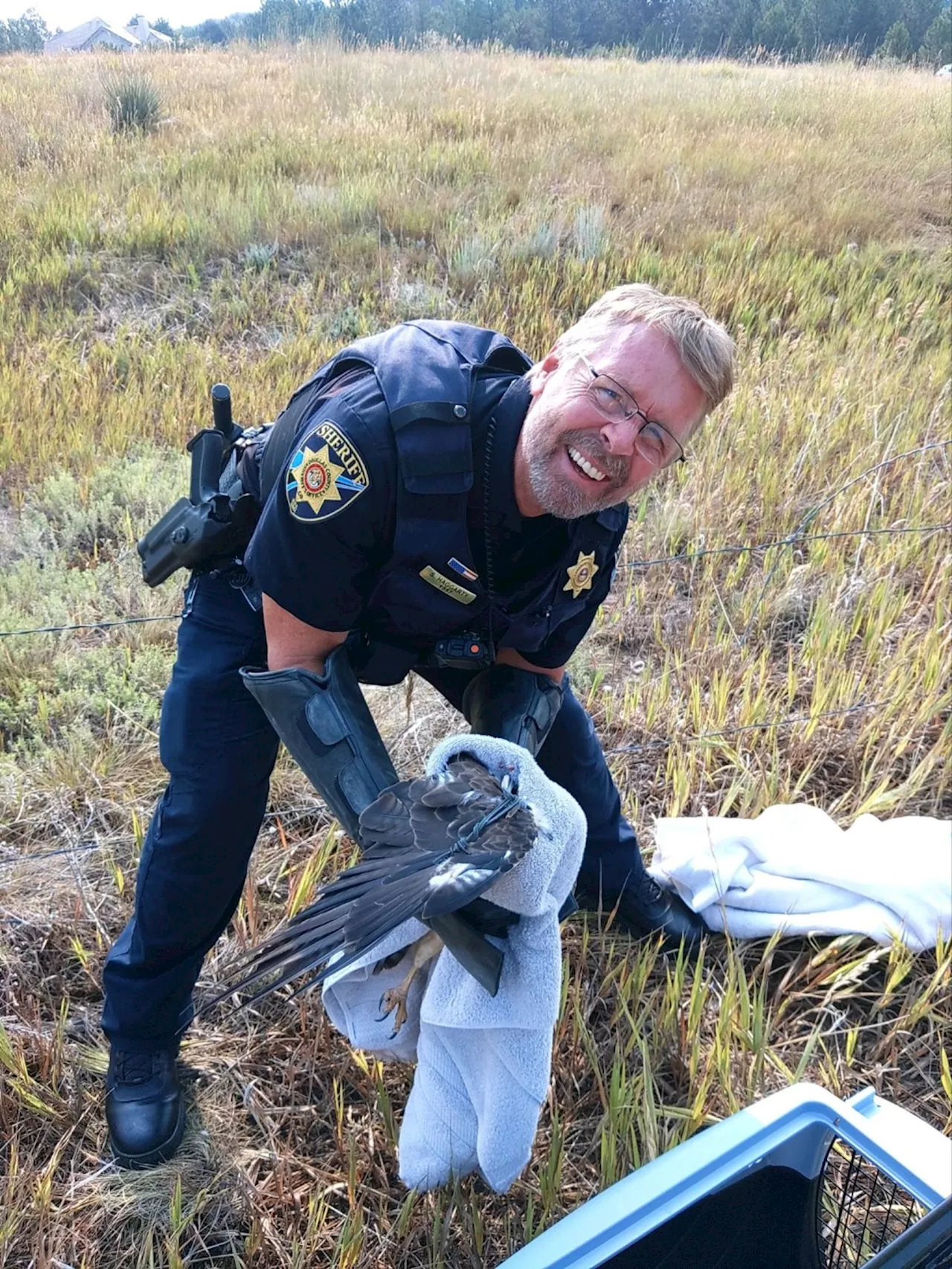 Douglas County staff rescue falcon trapped in barbed wire fence near Castle Rock