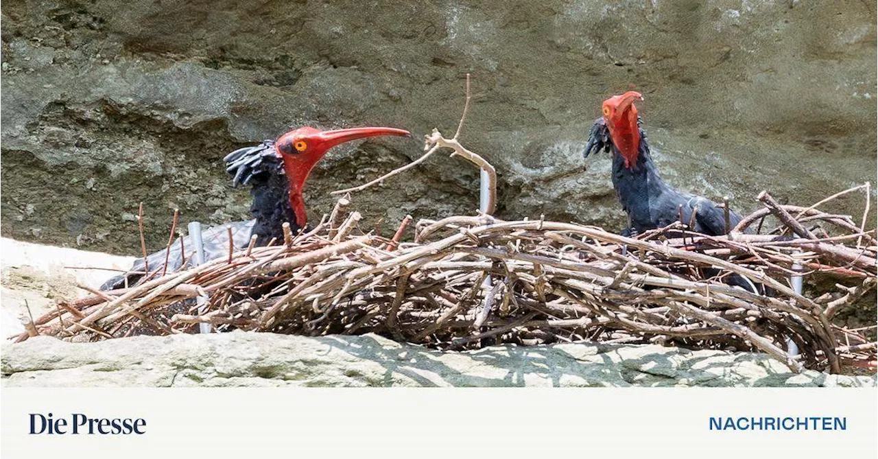 Waldrappe: Ein falscher Vogel lockte zum neuen Brutplatz