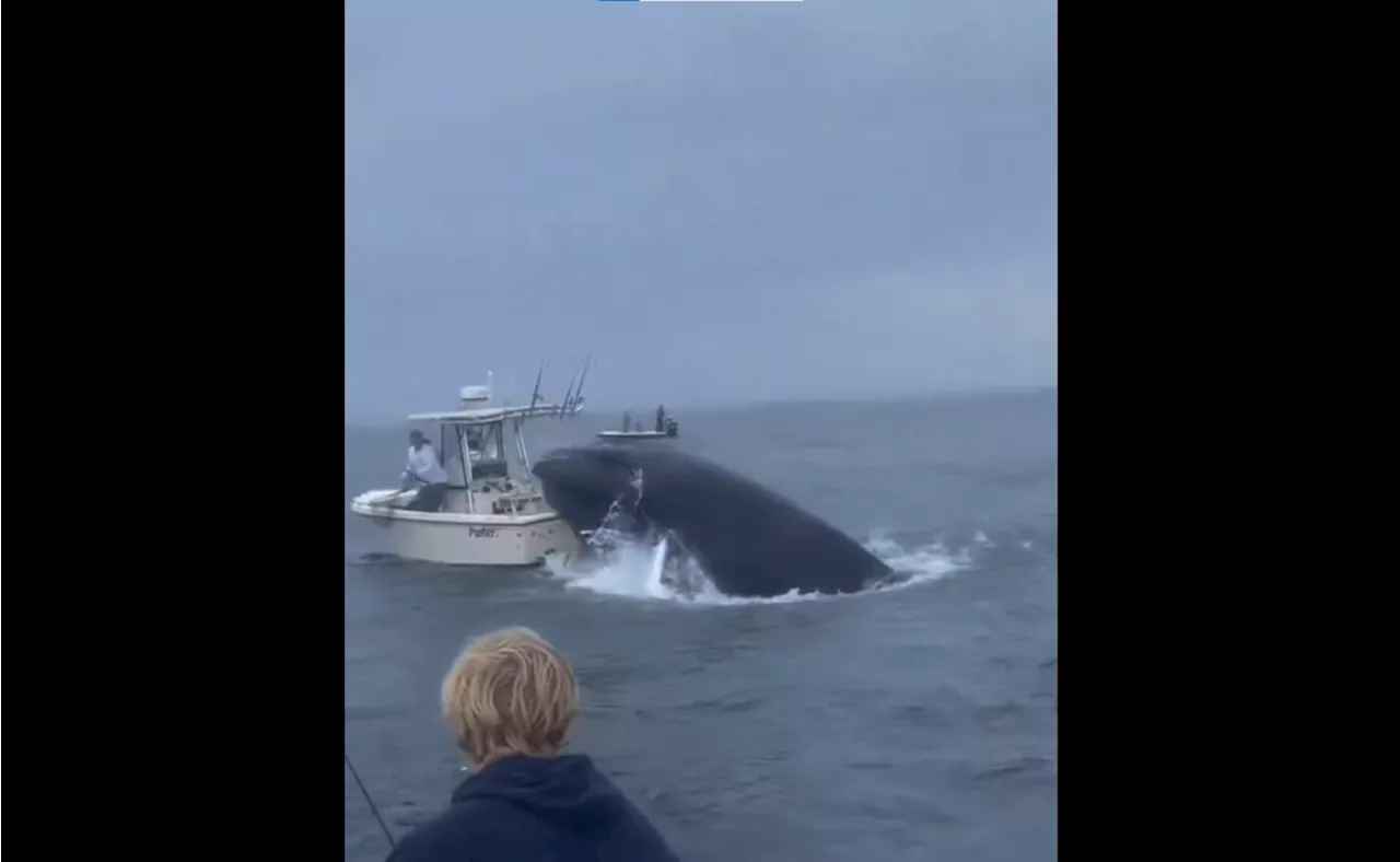 VIDEO: Ballena salta sobre bote pesquero en New Hampshire; dos tripulantes salieron expulsados