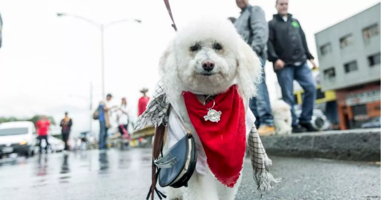 Tierragro celebra los 25 años de la Caminata Canina recolectando alimento para fundaciones