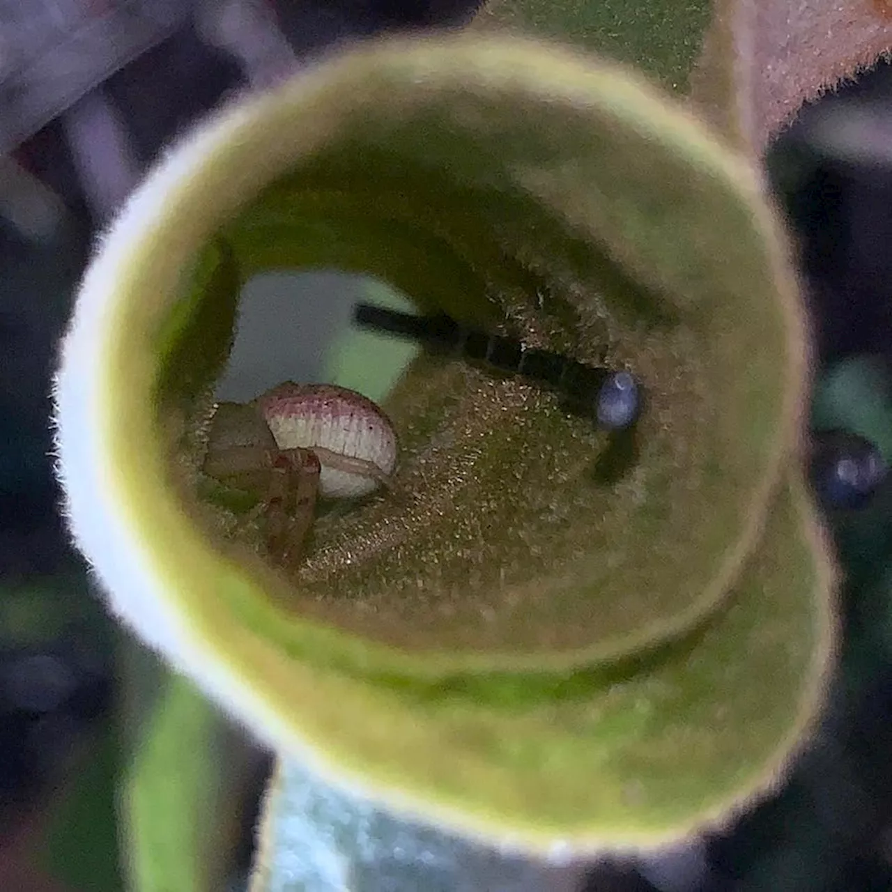 Why Are Leafy Tiny Homes For Bugs A Big Deal?