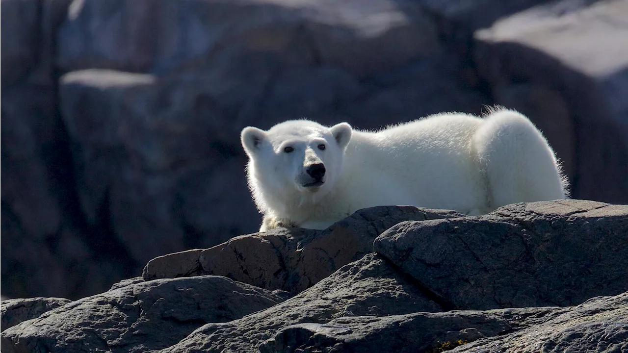 Calgary Zoo Polar Bear Died Due to ‘Rough Play’ With Another Bear