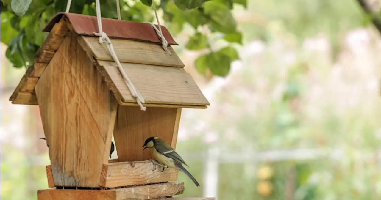 The best birdfeeders to attract backyard birds