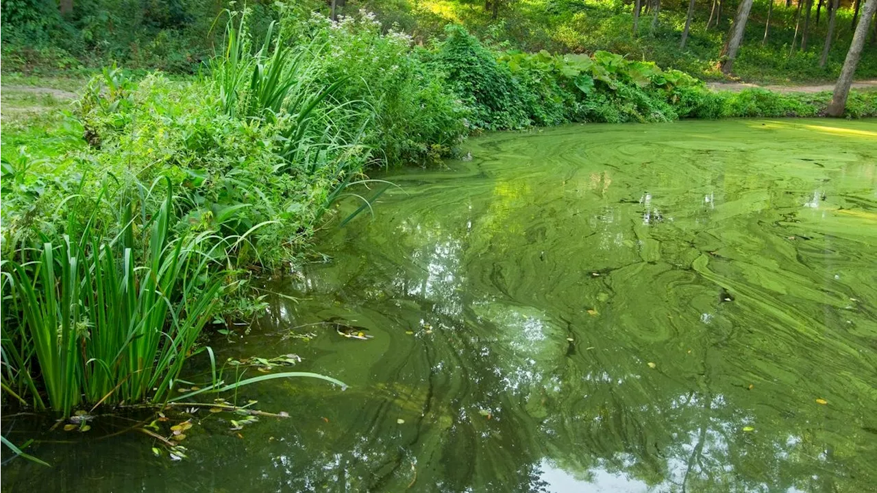  Blaualgen! Heiße Tage lassen Wachstum explodieren