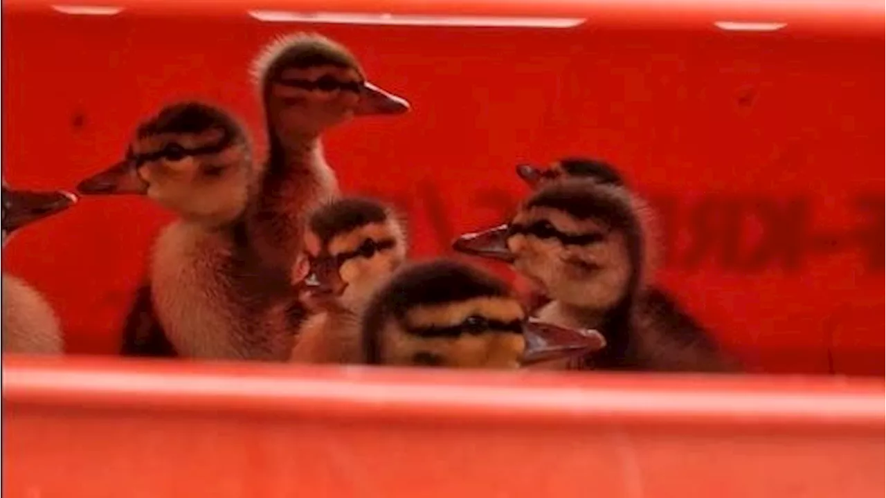 Tierfamilie verlief sich - Enten-Mutter mit Temperament beschäftigte Feuerwehr