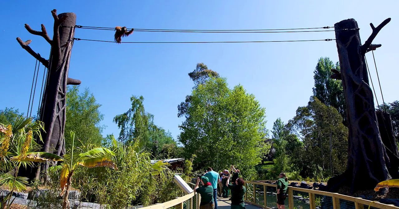 Dublin Zoo offering half-price tickets as exciting new events announced