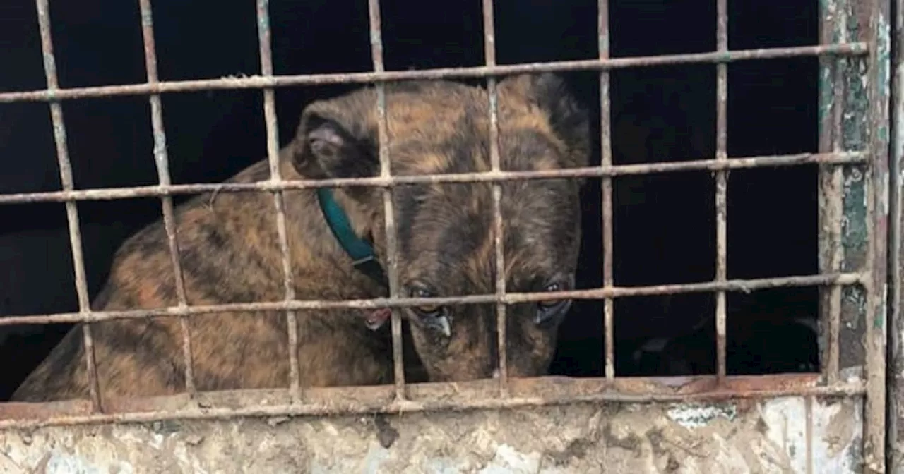 Kilkenny family members jailed over neglect of dogs and horses in their care