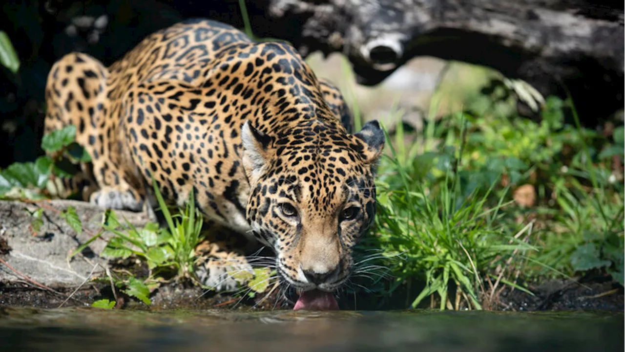 Woodland Park Zoo's elderly jaguar back on display after neurological treatment