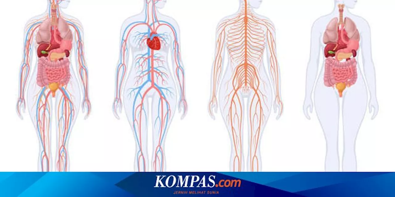 Berapa Jumlah Organ di Tubuh Manusia?