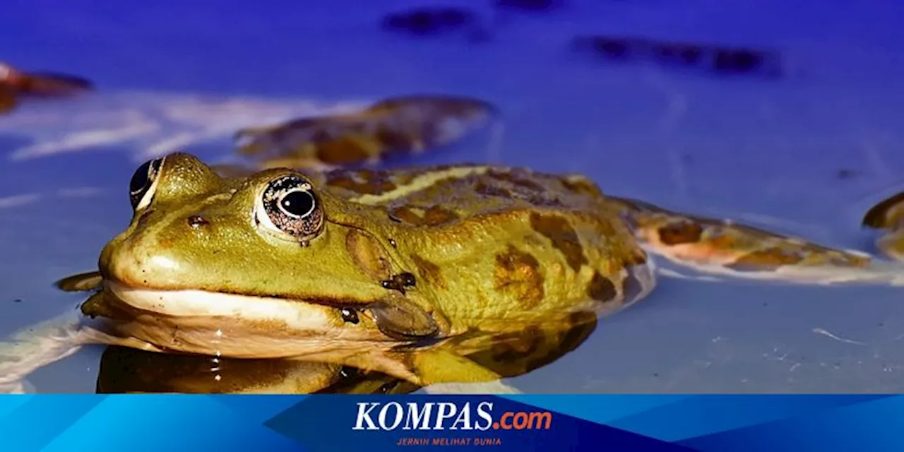 Katak Betina Memangsa Katak Jantan saat Musim Kawin, Ini Alasannya