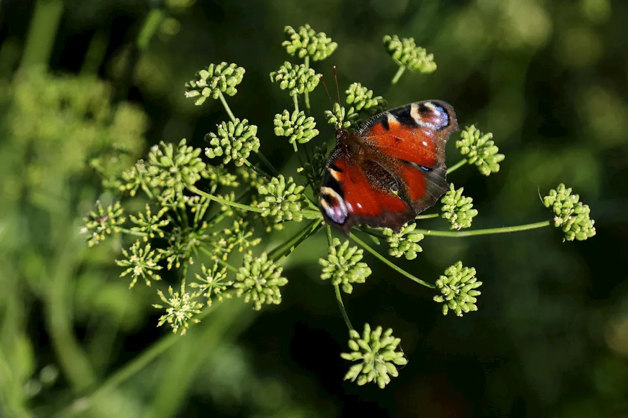 Les papillons peuvent polliniser les fleurs grâce à l'électricité