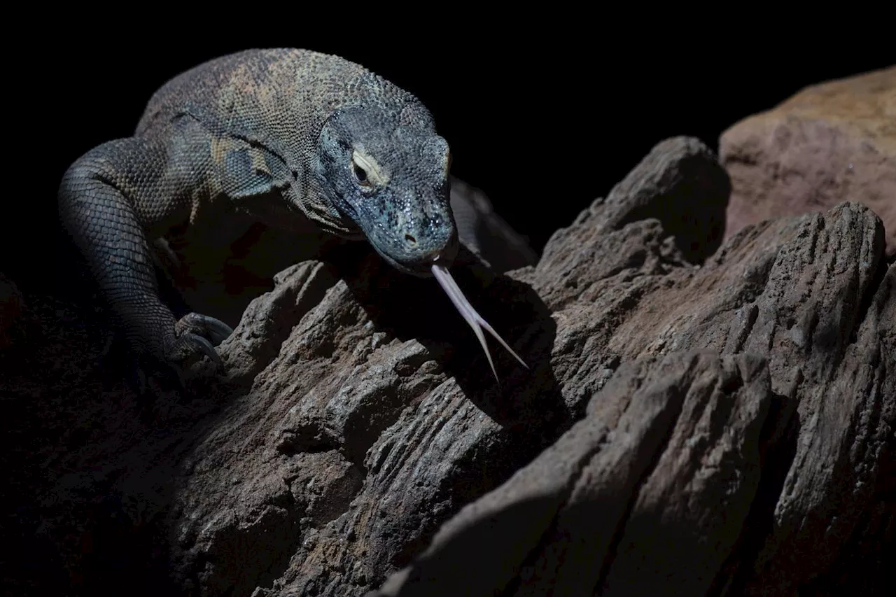 Pour mieux tuer leurs proies, les dragons de Komodo ont du fer sur les dents