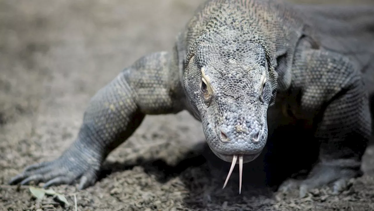 Pour mieux tuer leurs proies, les dragons de Komodo ont du fer sur les dents