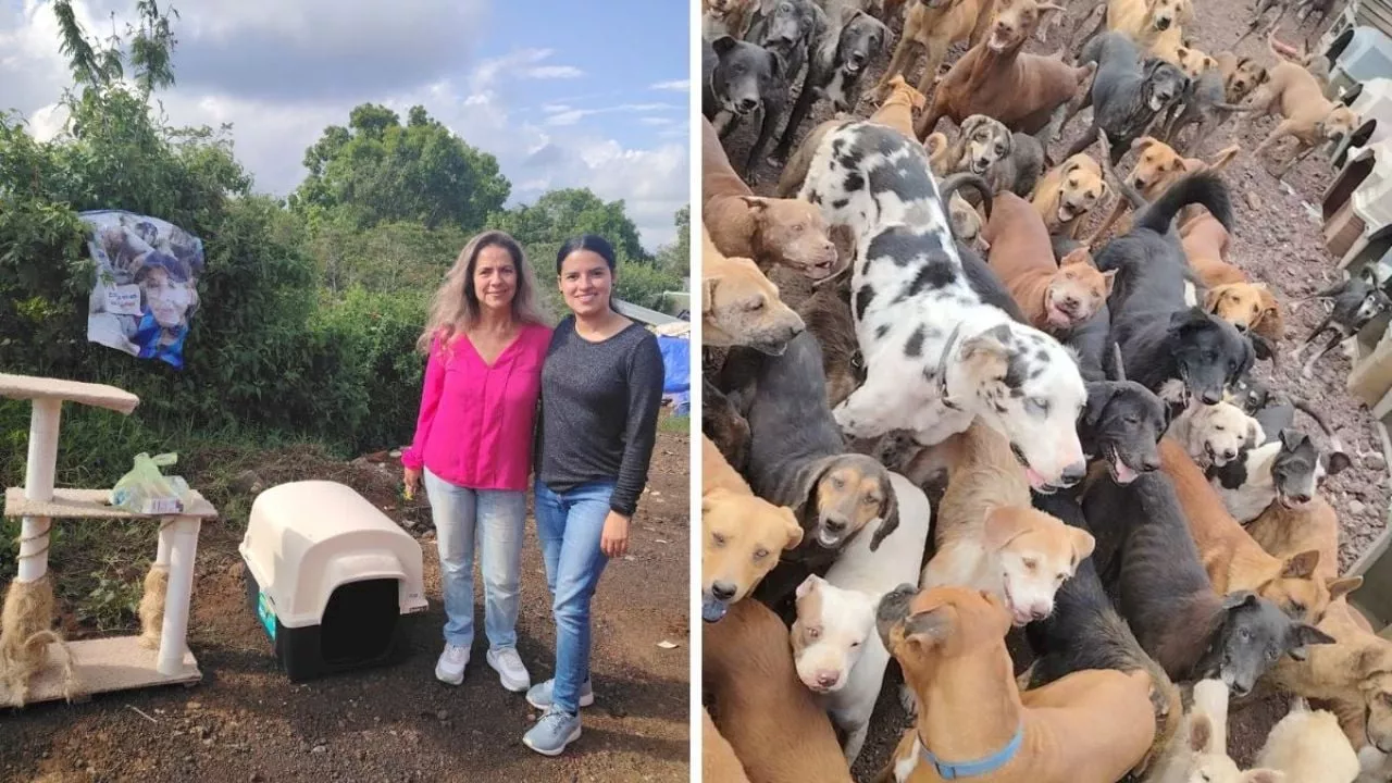 Esto sabemos de la clausura del albergue para perritos Ada Azul en Xalapa