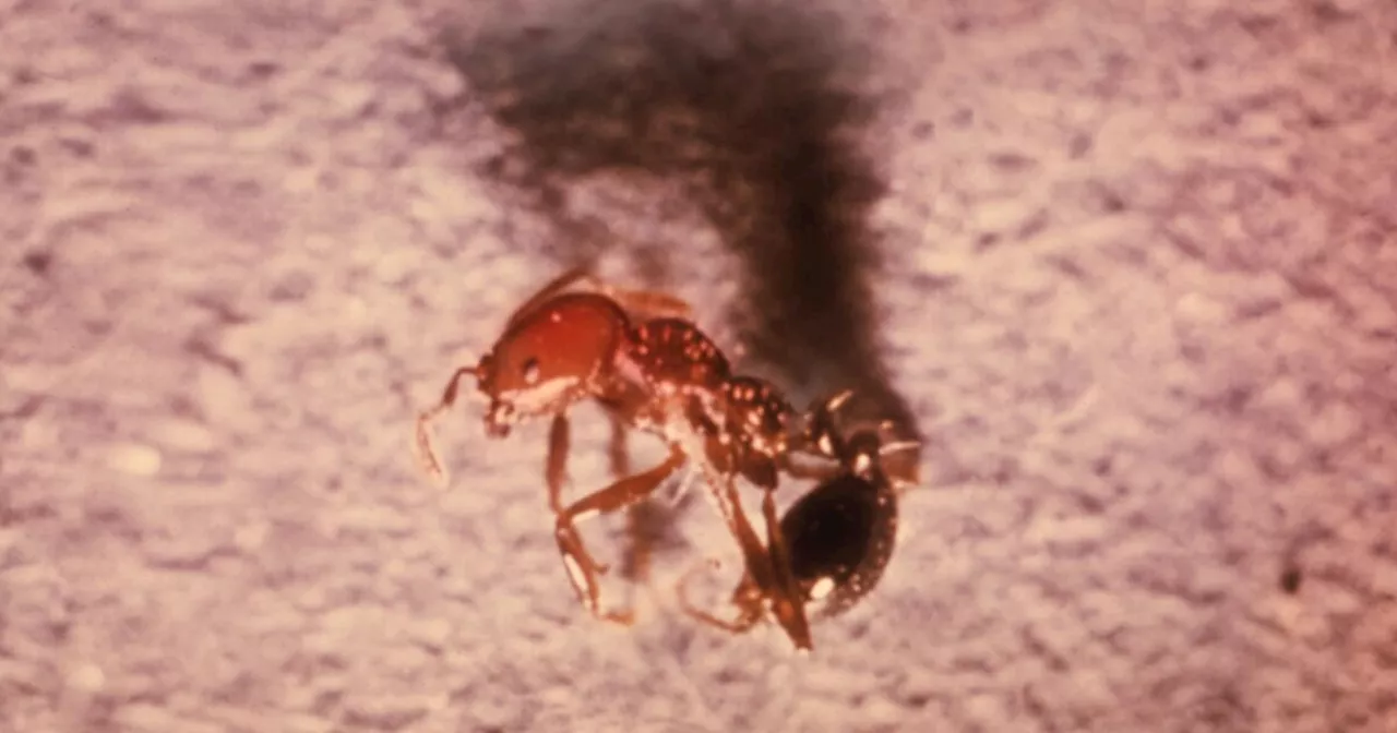 An infestation of 'aggressive' red fire ants hits Santa Barbara County