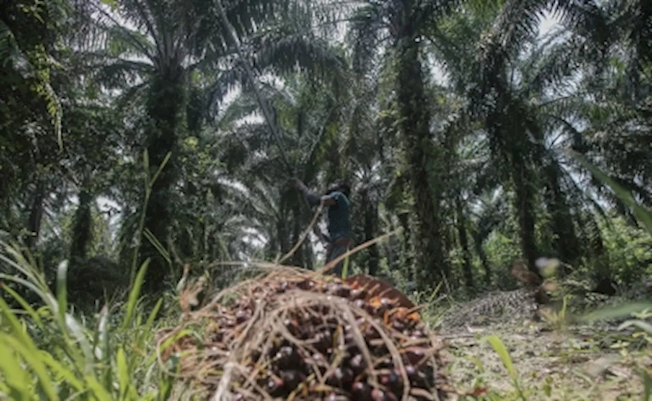 Only 74pc of oil palm smallholders achieve MSPO certification, says Plantation Ministry