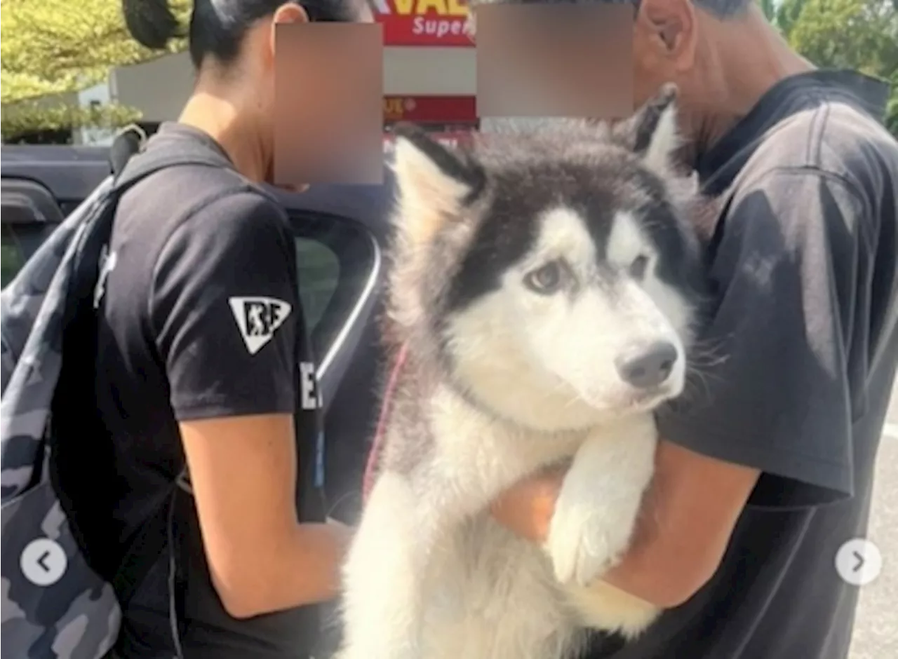 Veterinary Services Dept completes probe into husky abuse case at Kajang condo, findings now with DPP