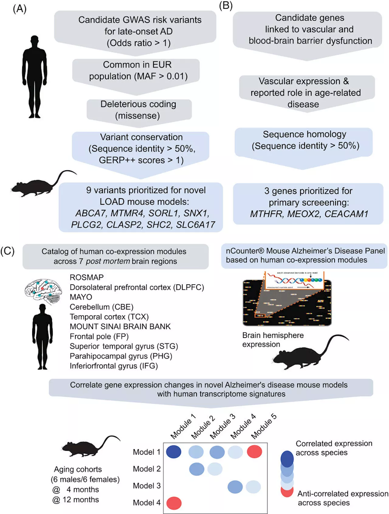 Scientists are closing in on a mouse model for late-onset Alzheimer's disease