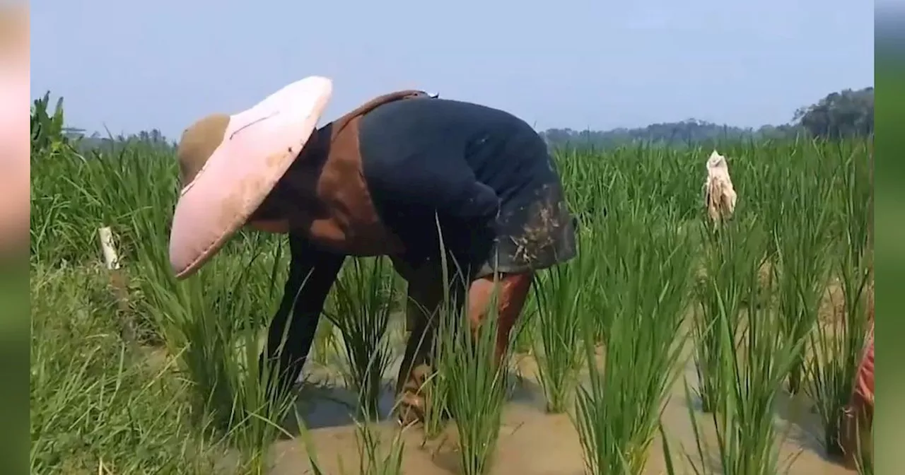 Nasib Pilu Anak Putus Sekolah di Lebak karena Masalah Ekonomi, Pilih Bantu Orang Tua di Sawah