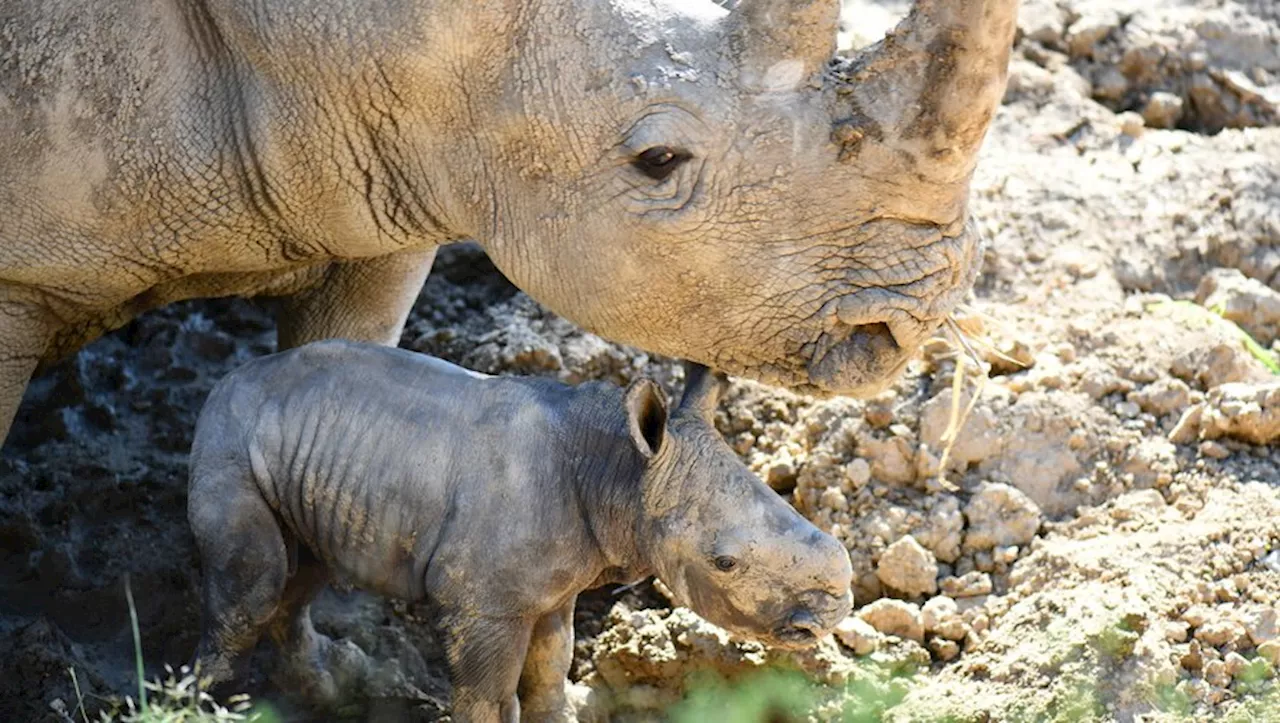 Trois naissances exceptionnelles au zoo de Lunaret, dont le premier rhinocéros blanc né à Montpellier